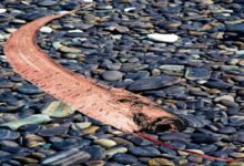 southern california doomsday fish