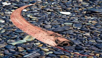 southern california doomsday fish
